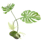Monstera Plant, 45cm