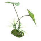 appendi. Plant, 40cm