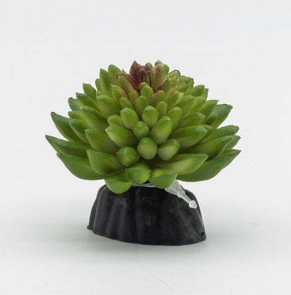 ProRep E Vanvlietii Plant, Mini