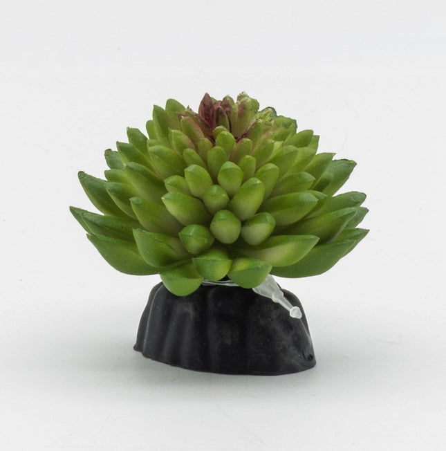 ProRep E Vanvlietii Plant, Mini