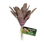 Chestnut Bromeliad