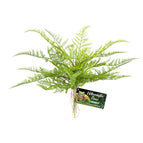 Lace Fern