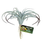Tillandsia Air Plant