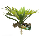 Staghorn Fern