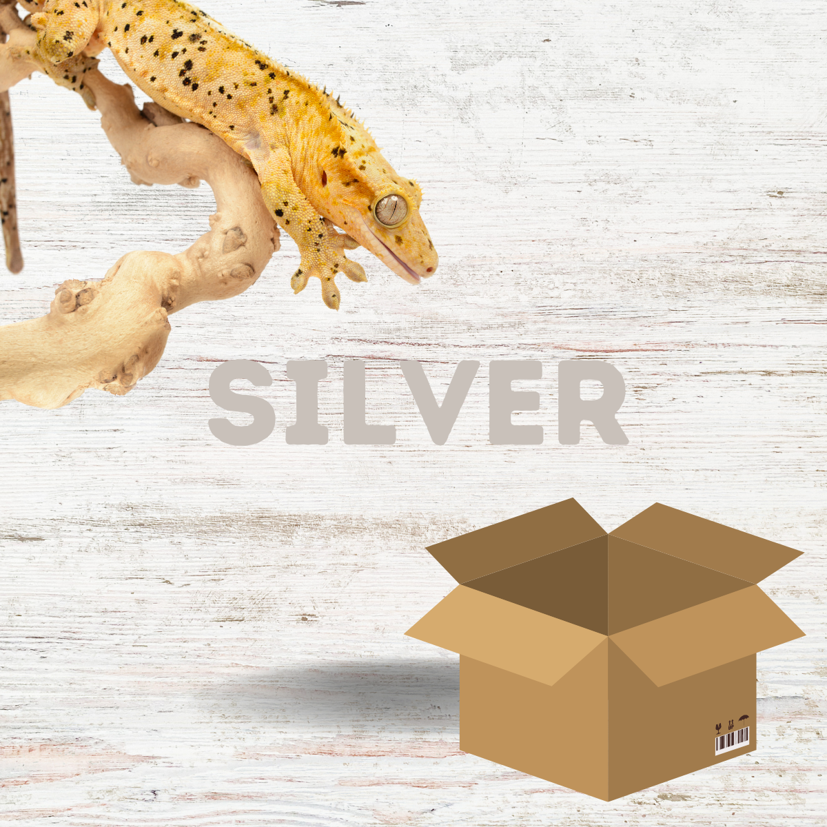 Crested Gecko Starter Kit - Silver (45x45x60cm)